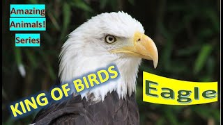 Eagle facts 🦅 60 species of birds of prey [upl. by Carlie]