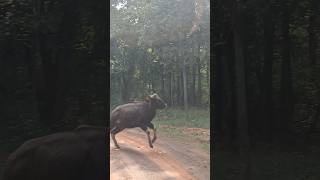 BISON 🦬😱 IN zamping animals wildlifephotoghraphy animals nature wildlife [upl. by Yelsek107]