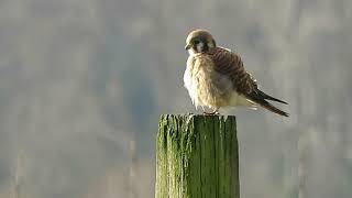 011124 O American Kestrel Kent Wa 6674159 [upl. by Fanya]