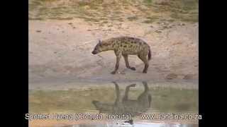 Spotted Hyena on Safari in Kruger Park [upl. by Agace]