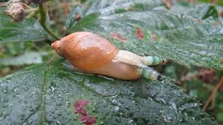 Platworm Leucochloridium paradoxum parasiterend op de Gewone barnsteenslak [upl. by Eldreda]