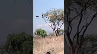 Lion Vs Baboons shortsfeed viralvideo wildlife animals lionshunting [upl. by Godrich]