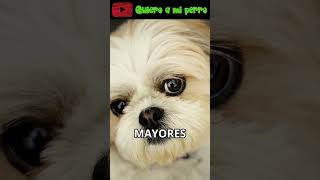 56 🐶👵3 razas de perros para personas mayores  QuieroAMiPerro ❤️ [upl. by Melda831]