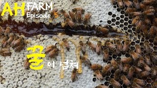 Ah Farm Episode 5  꿀이넘쳐뉴질랜드 양봉 [upl. by Lozano833]