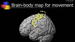 StrokeAphasia and the brain 101 Why what’s difficult is difficult [upl. by Nasho]