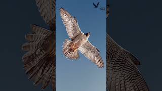 Peregrine falcons fightingShort video Falconlover5 [upl. by Mikihisa]