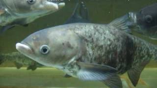 幼魚の「コクレン（Bighead carp）」学名：Aristichthys nobilis [upl. by Tremayne]