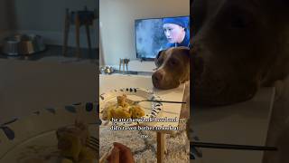 Pawease gib me the food now😡 dogvideos doglover funnydogs dogshorts [upl. by Ettecul]