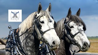 For Sale Traveller amp Bogard Exceptional Grey Percheron Gelding Draft Horse Team Call 606 3035669 [upl. by Alinna773]