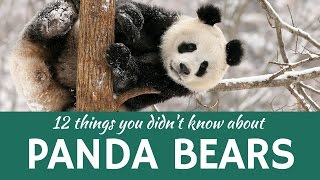 Giant and Red Panda Presenting 12 Interesting Facts about Rare Animals [upl. by Atsahc545]