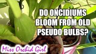 QampA  Can Oncidium orchids bloom on older pseudo bulbs [upl. by Heisser568]