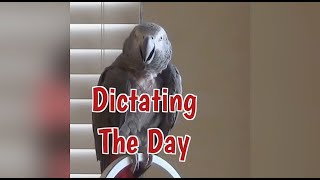 Einstein Parrot Dictates The Day [upl. by Ettelegna]