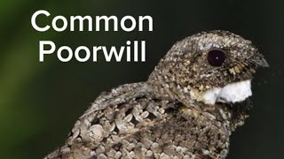 Unusual Common Poorwill [upl. by Boatwright]