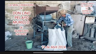 LA MINICRIBADORA DE DON LINO PELAYO MURILLO DE QUIMICHIS NAYARIT HOY 13 DE ABRIL 2024 [upl. by Hjerpe217]