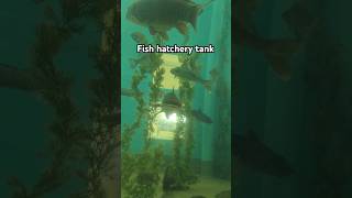 Close encounter at the fish hatchery Pymatuning Hatchery [upl. by Roach]