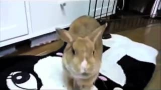 Rabbit Scream  Meme Origine HD [upl. by Asel]