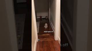 Playing lights out with my skinwalker dog [upl. by Button]