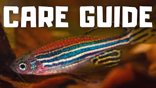 Zebra Danio Fish Care Guide in 5 Minutes [upl. by Htebasile]