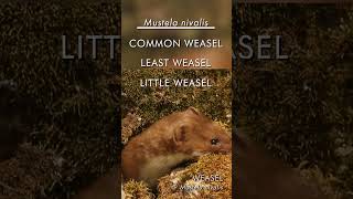 Weasels amp stoats have different names depending on where you are in the world [upl. by Sherard]