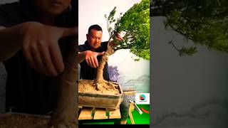 Bonsai how to make bonsai bonsai soil bonsai tree nature bonsai bonsaitree [upl. by Nnairahs331]