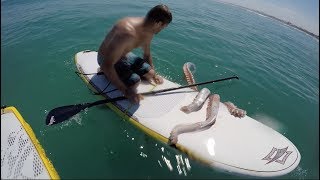 Giant Squid Attacks Surfboard [upl. by Clay53]