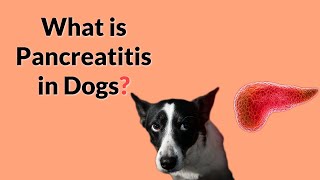 Pancreatitis in Dogs  Symptoms Treatment amp Prevention [upl. by Pierrepont184]