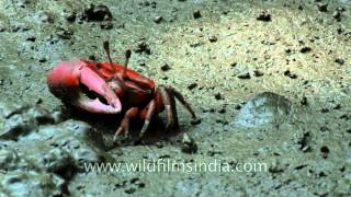 One largeclawed red fiddler crab feeding on the ground [upl. by Sheehan]