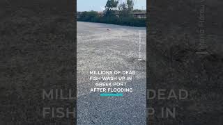 Millions of dead fish wash up in Greek port after flooding [upl. by Ecallaw]