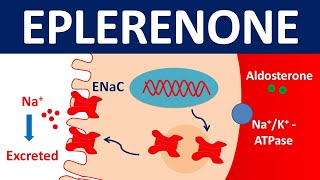 Eplerenone 25 mg tablet  Dosage side effects amp uses [upl. by Hussey641]