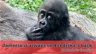 Mokolo’s family Baby gorilla Jameela is always on Fredrika’s back [upl. by Matazzoni169]