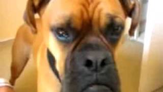 TALKING DOG OSCAR THE BOXER [upl. by Philomena]