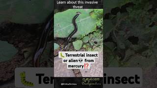 Deadly Invasion  Poisonous Hammerhead Worms Taking Over HammerheadFlatworm ToxicWorm [upl. by Preston]