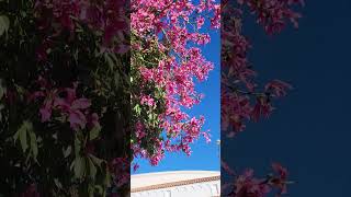 Floss Silk Tree Ceiba speciosa in downtown Ventura [upl. by Laverne]