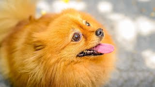 Pomeranian Bath Time How to Make It a Breeze [upl. by Dloraj]