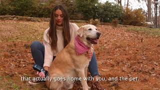 BCure Laser Vet  Home Laser Therapy Device for Pets [upl. by Dor]