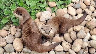 Asian Short Clawed Otters [upl. by Bernelle]