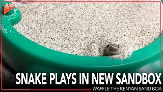 Snake Plays in New Sandbox [upl. by Orlene734]