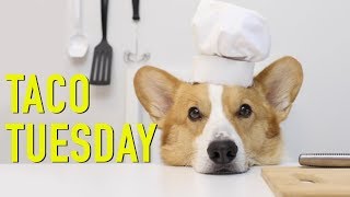 TACO TUESDAY  Topi the Corgi [upl. by Zemaj]