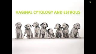 Canine Estrous Cycle Veterinary Technician Education [upl. by Spark]