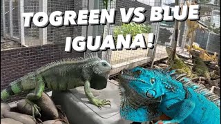 BLUE IGUANA VS TOGREEN BONUS BIAWAK BIMBO BIMBI MAU DIJUAL [upl. by Ahkeber]