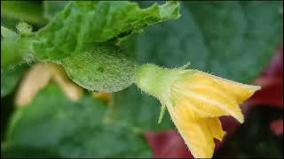 Citrullus lanatus Cucurbitaceae familynature trending flowers garden flora [upl. by Nohpets174]