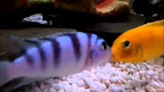 Kenyi Cichlid  Maylandia lombardoi  Mating [upl. by Simpkins]