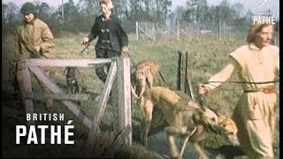 Greyhound Training 1959 [upl. by Oranneg]