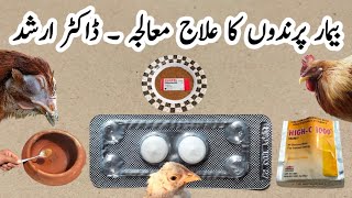 Quick Guide on How to Treat your Sick Chickens  Dr ARSHAD [upl. by Liliane919]