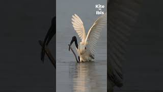 Animal Face Off  Brahminy Kite Vs Blackheaded Ibis  Nikon Z6III  Encounter [upl. by Aihsenor]