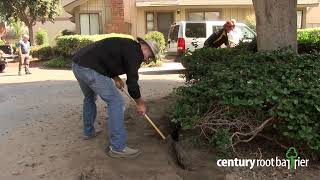 Century Root Barrier Installation  Homeowners Association Anaheim CA [upl. by Ytsirc201]