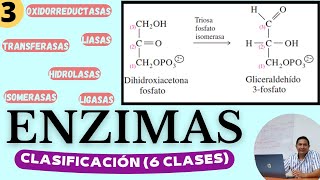 ENZIMAS 3  CLASIFICACIÓN  Las 6 clases de Enzimas Características y cómo reconocerlas [upl. by Dewayne859]