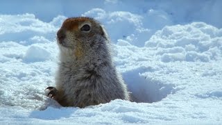 How an Arctic Squirrel Survives Winter  Wild Alaska  BBC Earth [upl. by Clark]