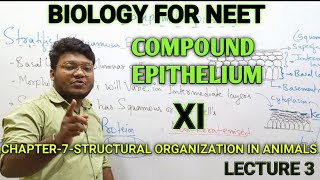 compound epithelium class 11  stratified compound epithelium  compound epithelial tissue [upl. by Engamrahc]