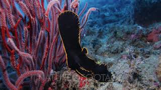 Pinnate Spadefish Juvenile Platax Pinnatus [upl. by Zysk326]